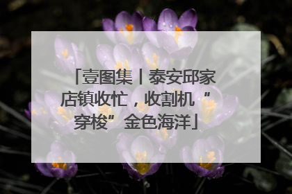 壹图集丨泰安邱家店镇收忙，收割机“穿梭”金色海洋